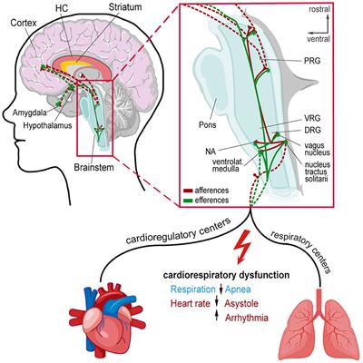 Autonomic dysfunction in epilepsy mouse models with implications for SUDEP research